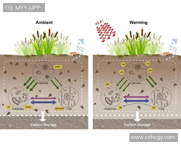 最新研究显示：海洋中发现新型微生物生物多样性异常丰富